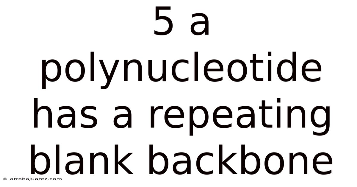 5 A Polynucleotide Has A Repeating Blank Backbone