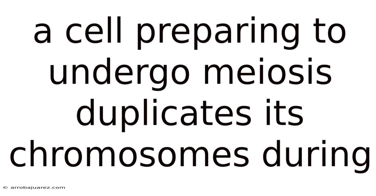 A Cell Preparing To Undergo Meiosis Duplicates Its Chromosomes During