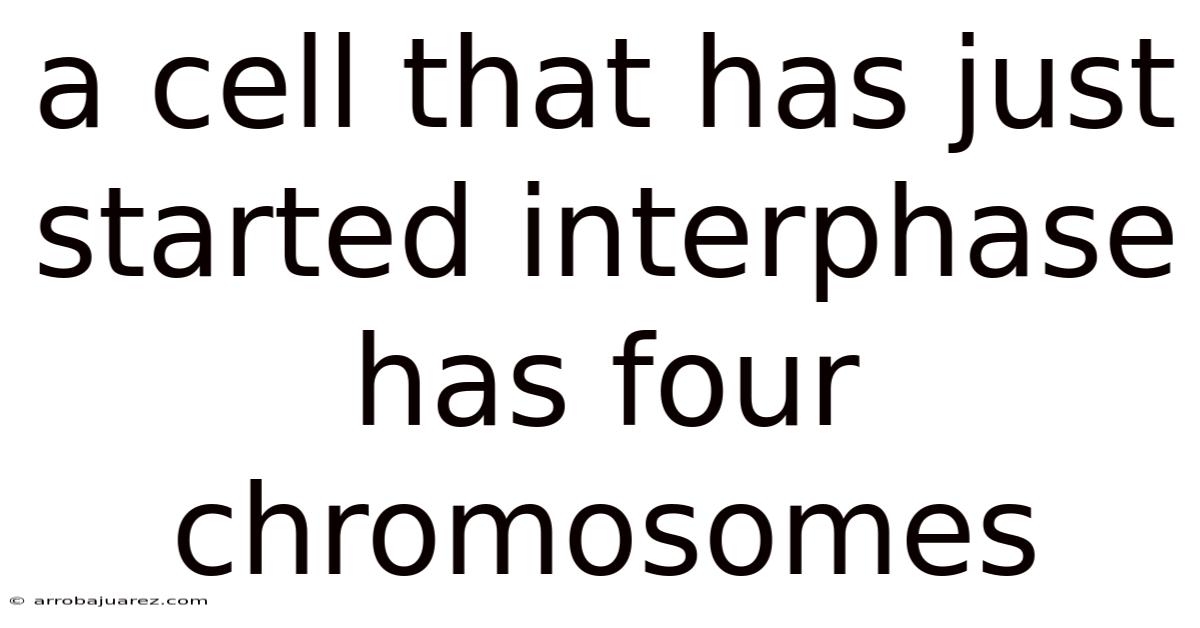 A Cell That Has Just Started Interphase Has Four Chromosomes