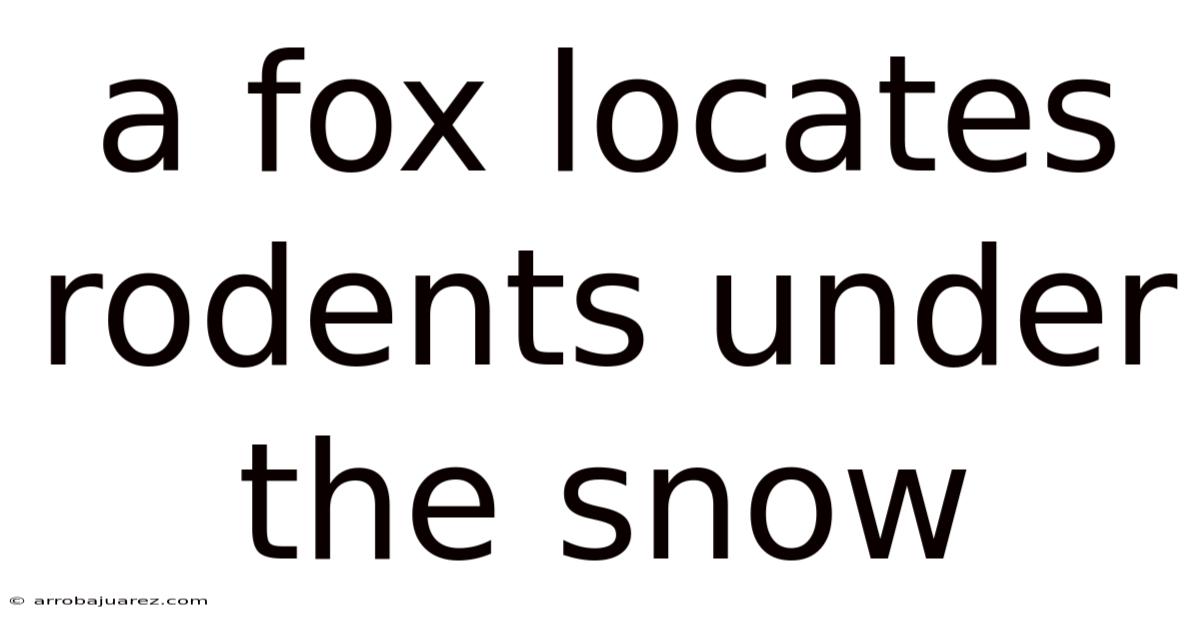 A Fox Locates Rodents Under The Snow