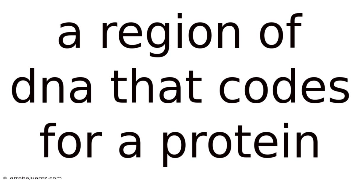 A Region Of Dna That Codes For A Protein