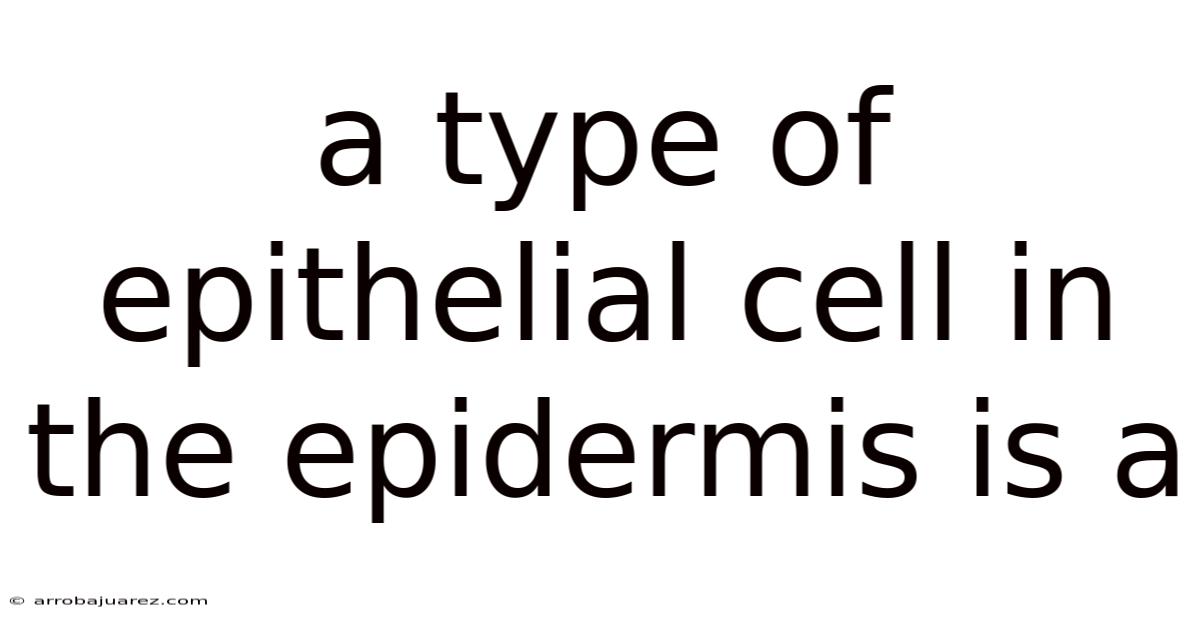 A Type Of Epithelial Cell In The Epidermis Is A