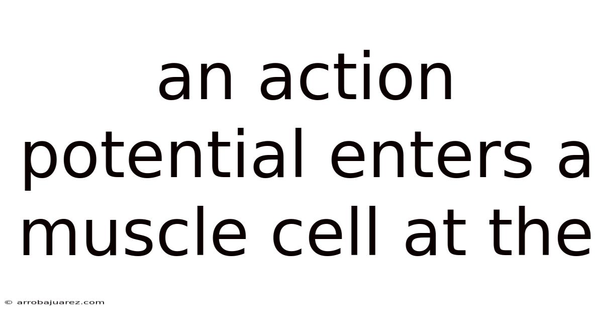An Action Potential Enters A Muscle Cell At The