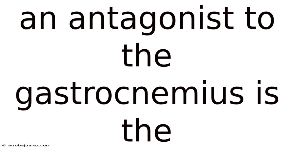 An Antagonist To The Gastrocnemius Is The