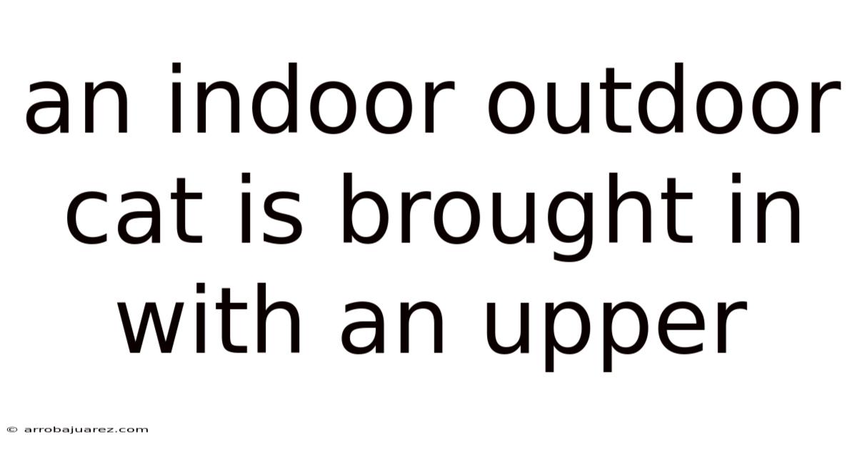 An Indoor Outdoor Cat Is Brought In With An Upper