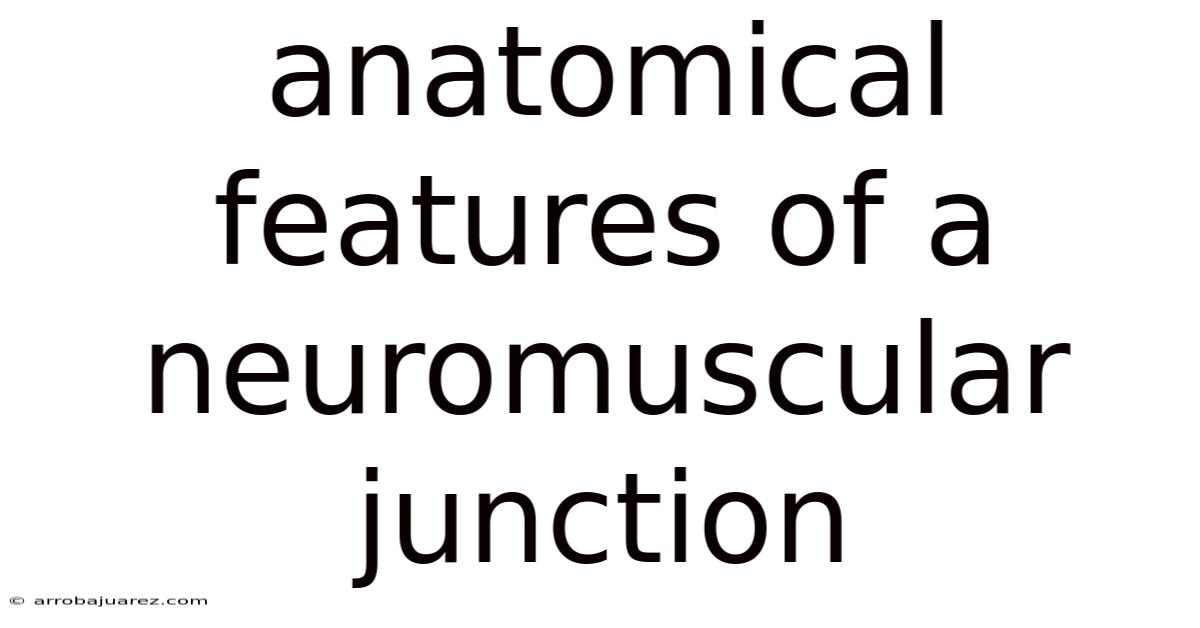 Anatomical Features Of A Neuromuscular Junction