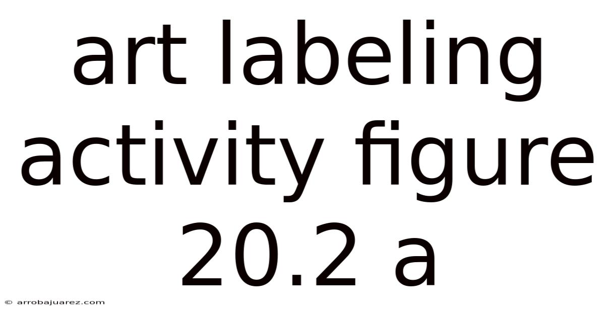 Art Labeling Activity Figure 20.2 A
