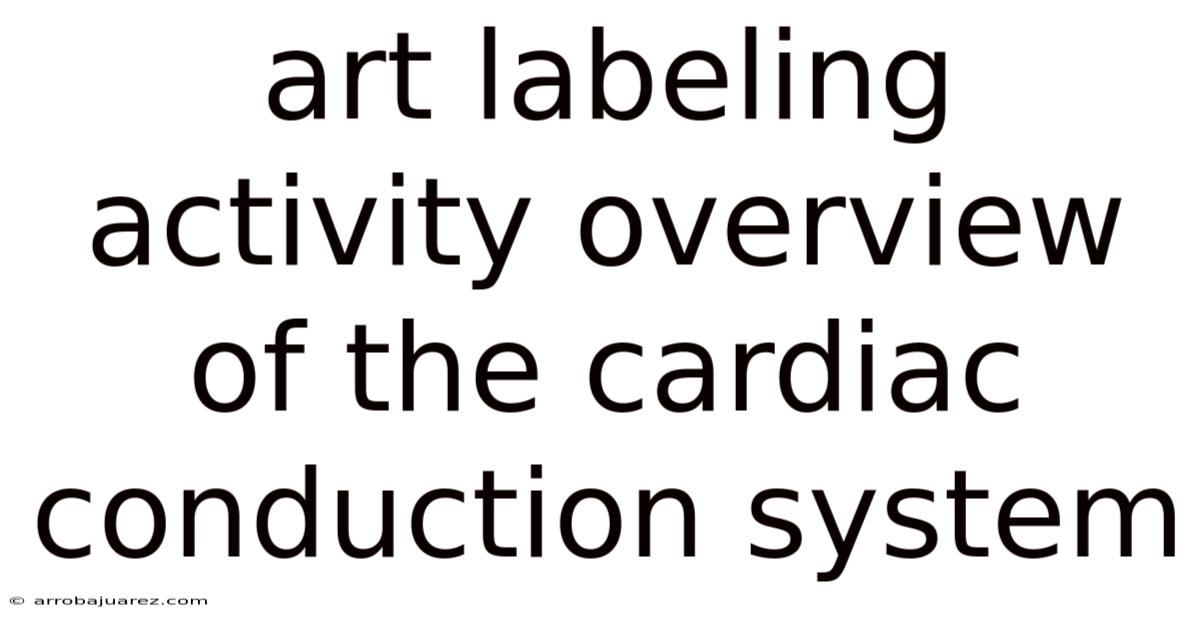 Art Labeling Activity Overview Of The Cardiac Conduction System