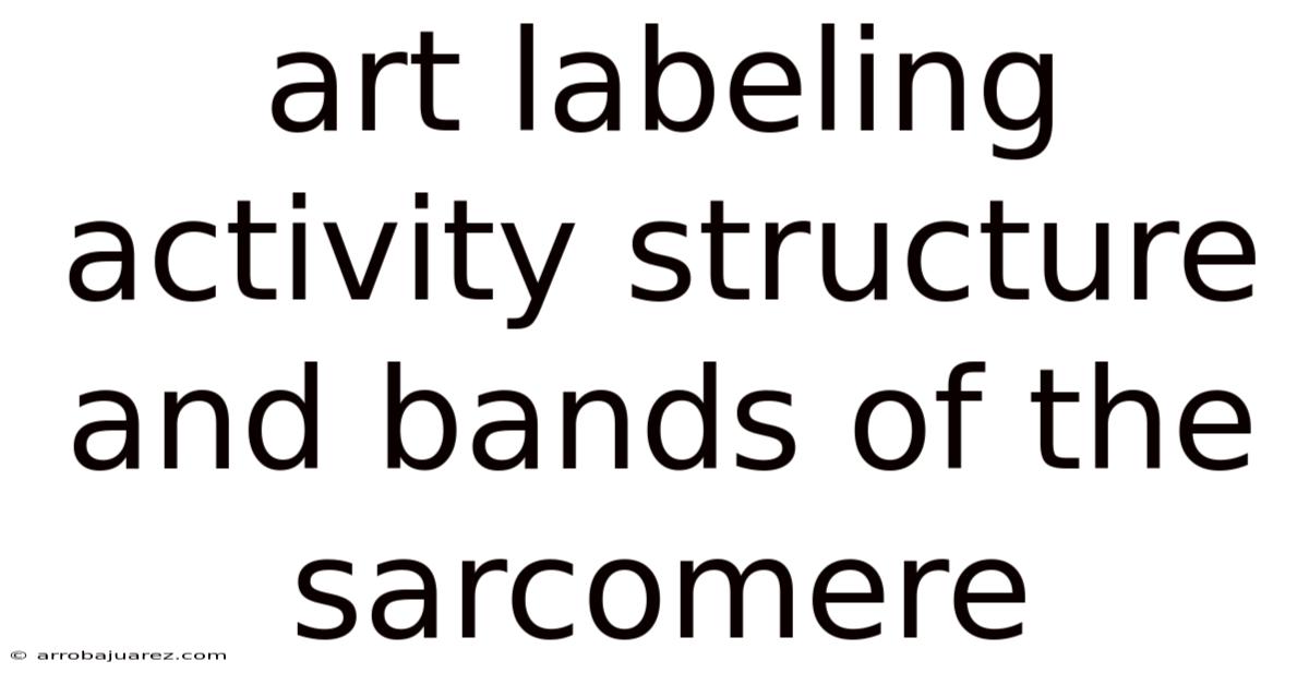 Art Labeling Activity Structure And Bands Of The Sarcomere