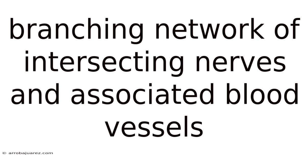 Branching Network Of Intersecting Nerves And Associated Blood Vessels