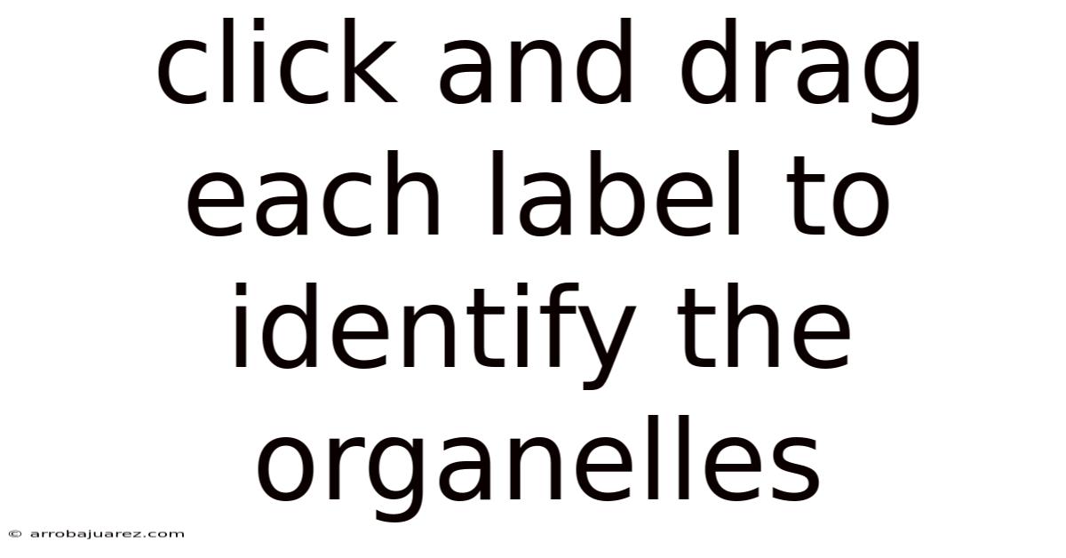 Click And Drag Each Label To Identify The Organelles