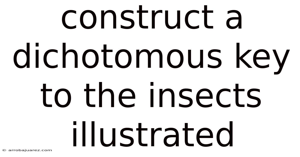 Construct A Dichotomous Key To The Insects Illustrated