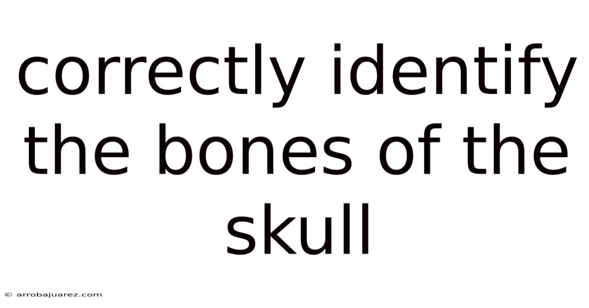 Correctly Identify The Bones Of The Skull