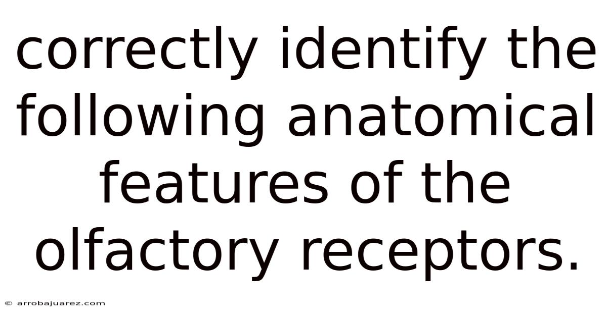 Correctly Identify The Following Anatomical Features Of The Olfactory Receptors.