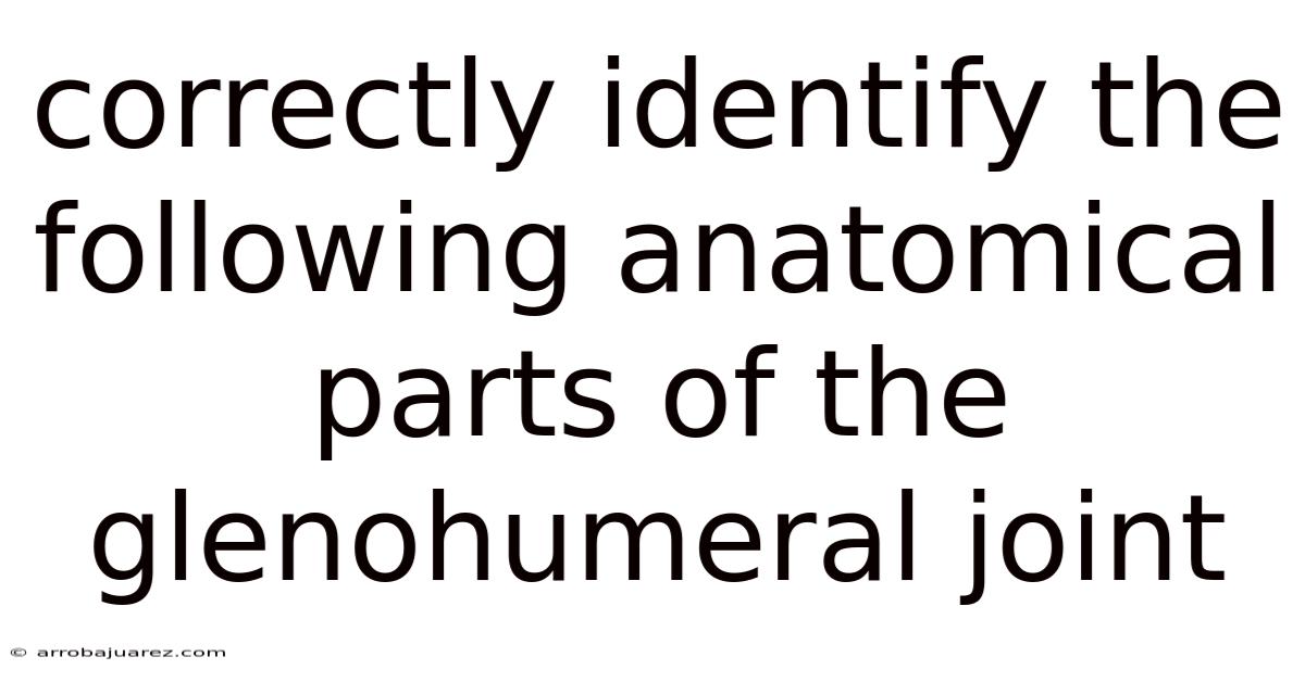 Correctly Identify The Following Anatomical Parts Of The Glenohumeral Joint