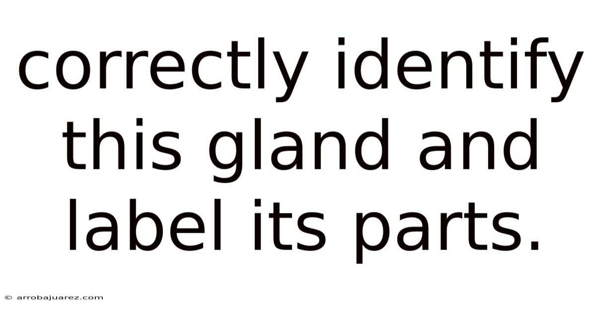 Correctly Identify This Gland And Label Its Parts.