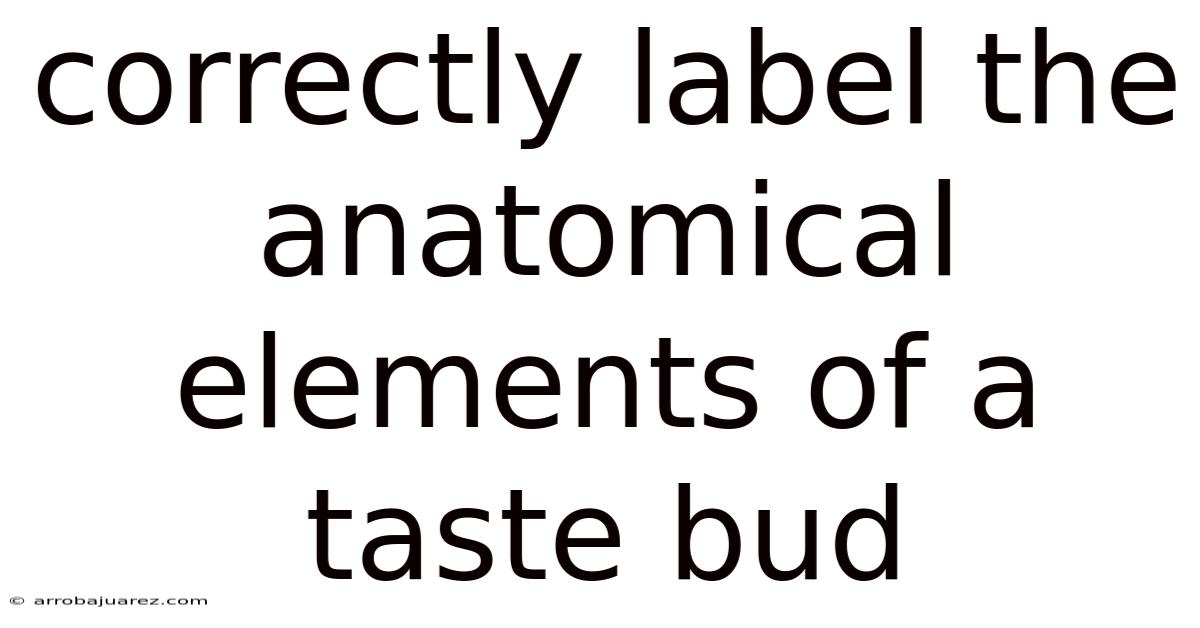 Correctly Label The Anatomical Elements Of A Taste Bud