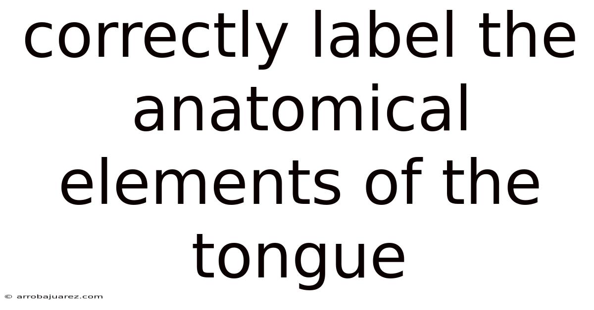 Correctly Label The Anatomical Elements Of The Tongue