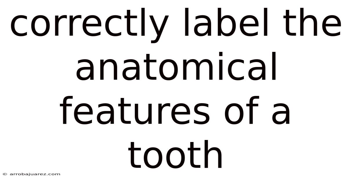 Correctly Label The Anatomical Features Of A Tooth