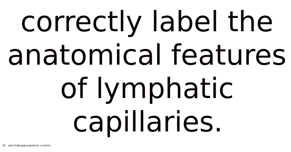 Correctly Label The Anatomical Features Of Lymphatic Capillaries.