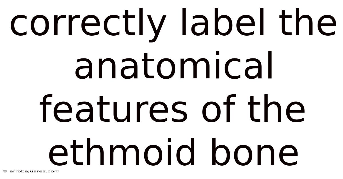 Correctly Label The Anatomical Features Of The Ethmoid Bone