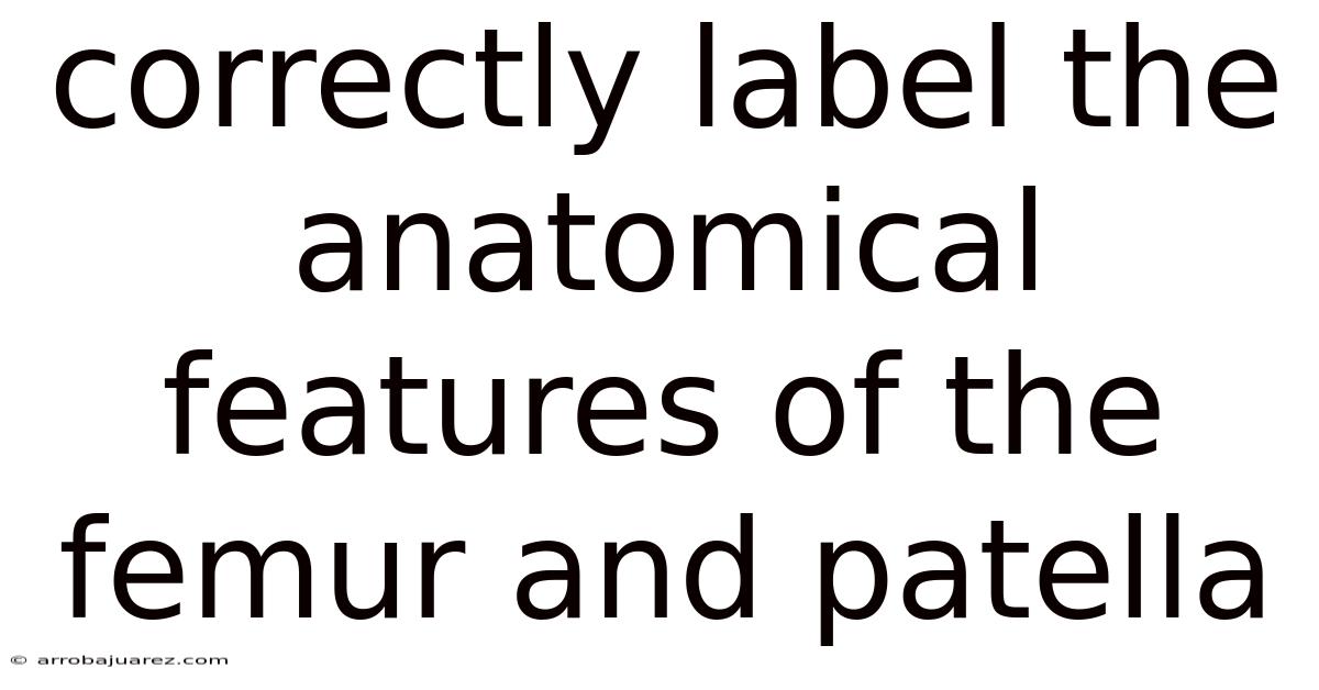 Correctly Label The Anatomical Features Of The Femur And Patella