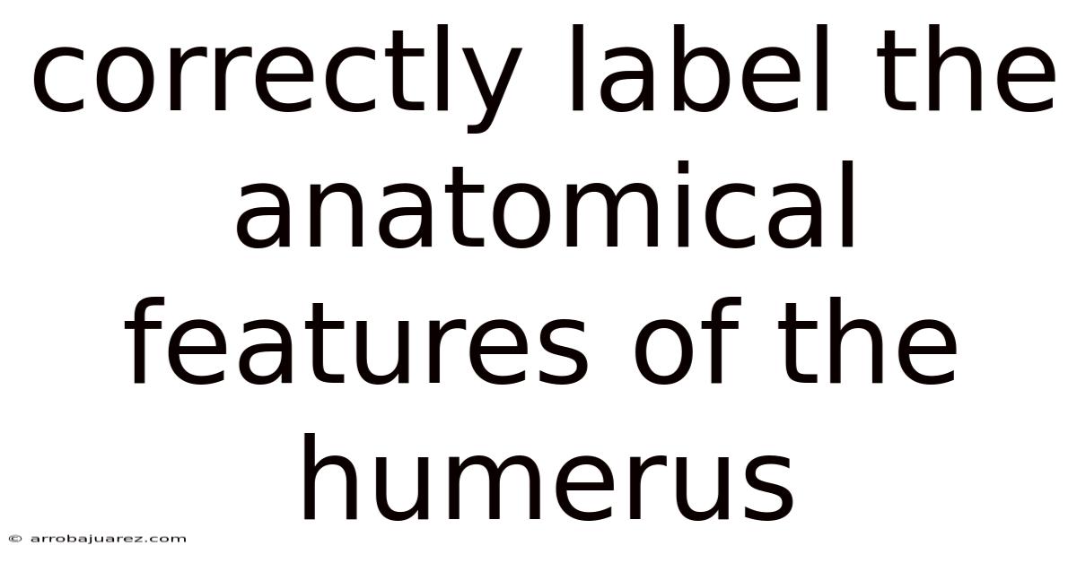 Correctly Label The Anatomical Features Of The Humerus