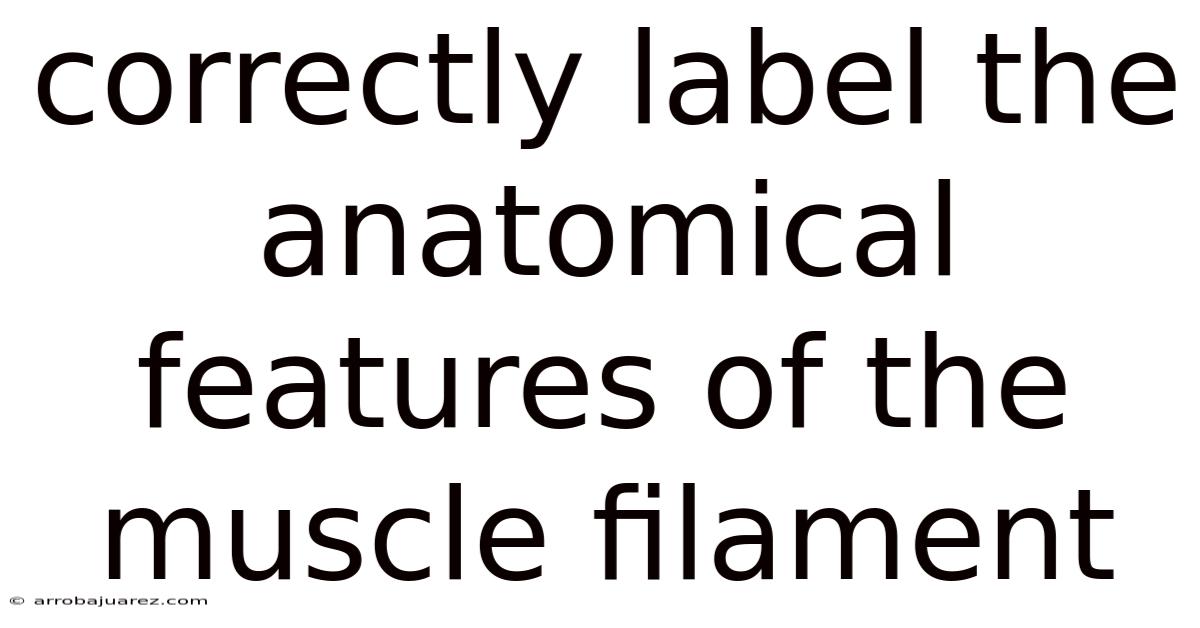 Correctly Label The Anatomical Features Of The Muscle Filament