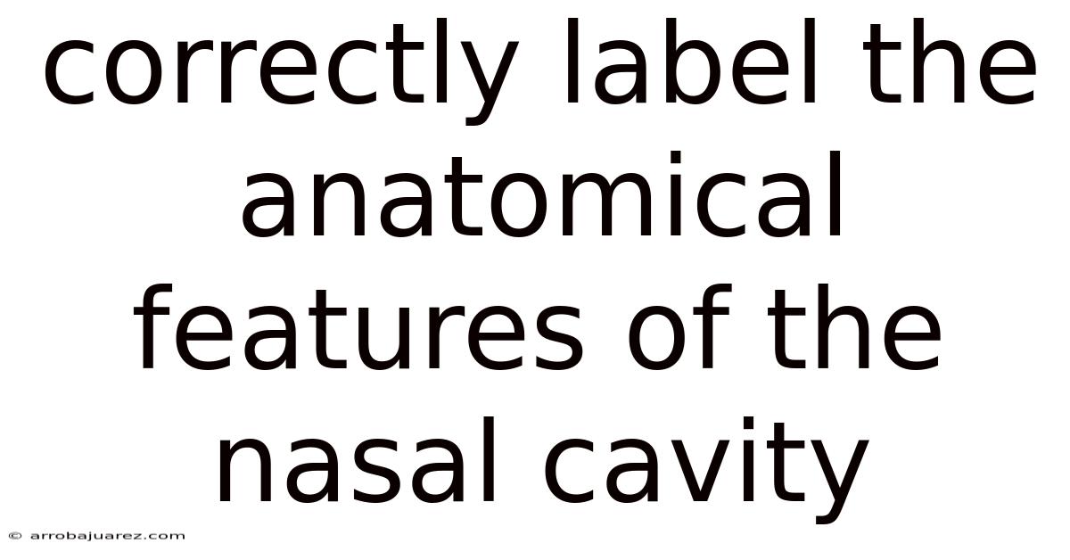 Correctly Label The Anatomical Features Of The Nasal Cavity