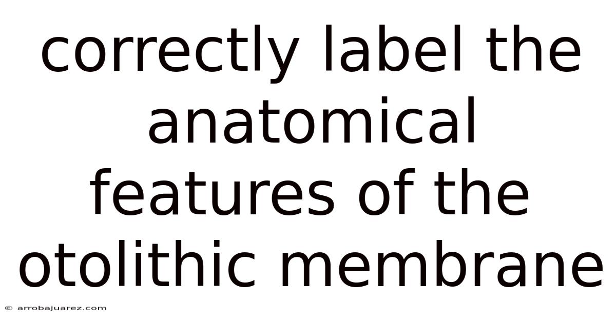 Correctly Label The Anatomical Features Of The Otolithic Membrane