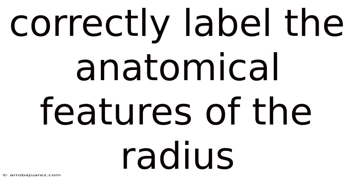 Correctly Label The Anatomical Features Of The Radius