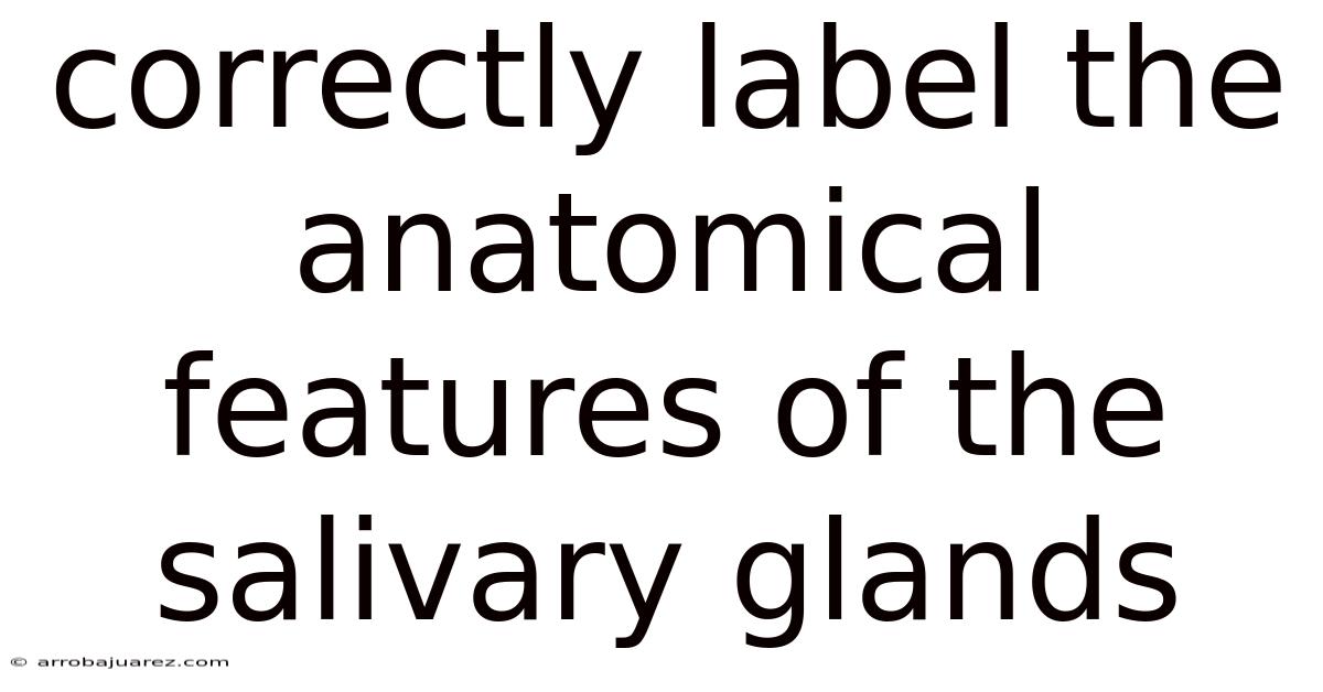 Correctly Label The Anatomical Features Of The Salivary Glands