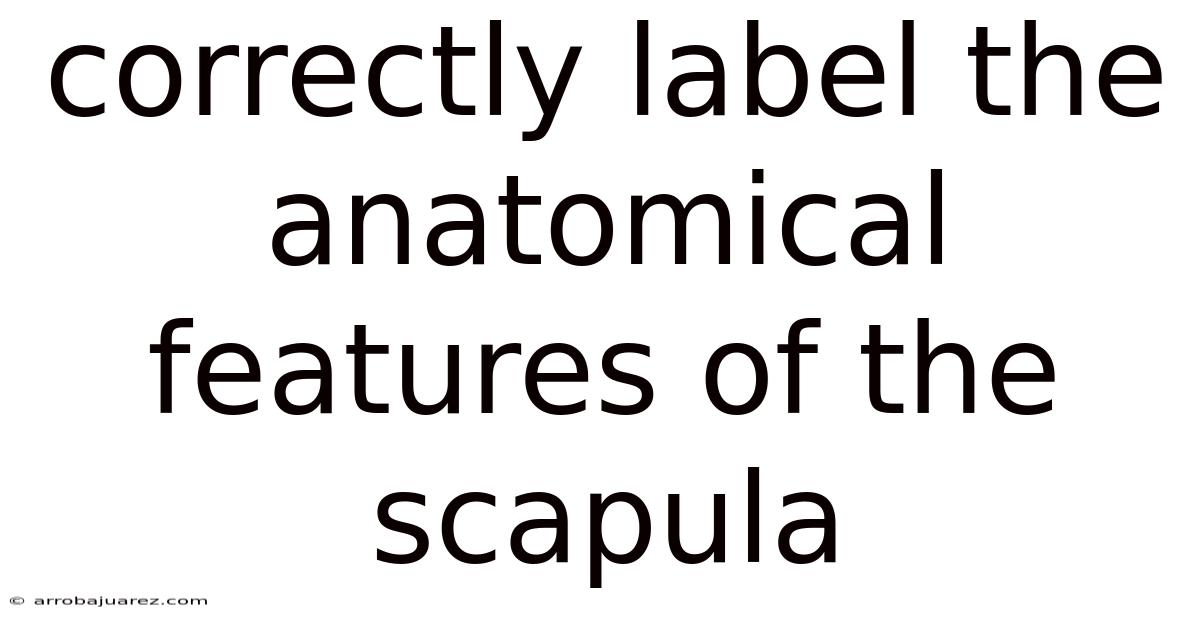 Correctly Label The Anatomical Features Of The Scapula