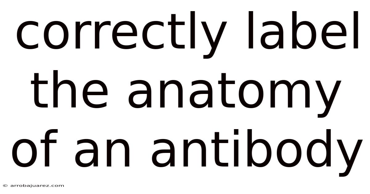 Correctly Label The Anatomy Of An Antibody