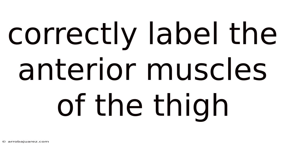 Correctly Label The Anterior Muscles Of The Thigh