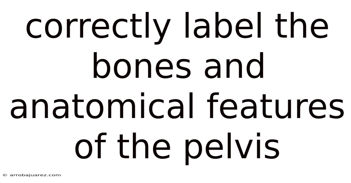 Correctly Label The Bones And Anatomical Features Of The Pelvis