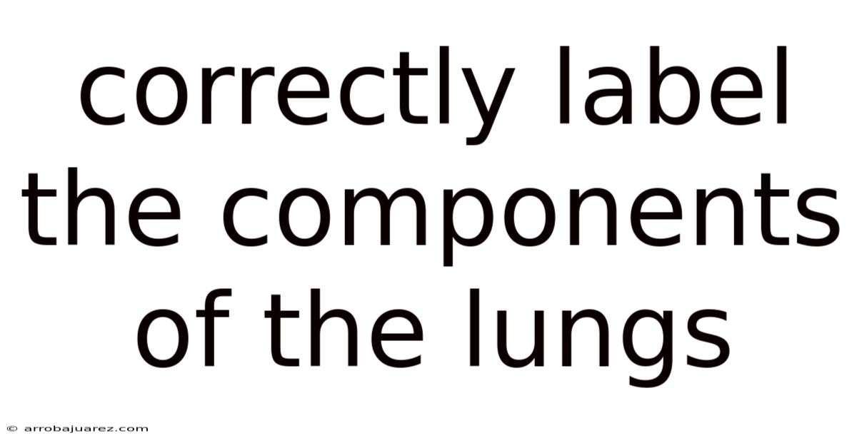 Correctly Label The Components Of The Lungs