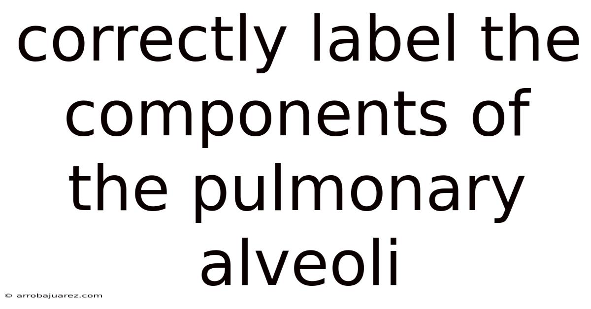 Correctly Label The Components Of The Pulmonary Alveoli.
