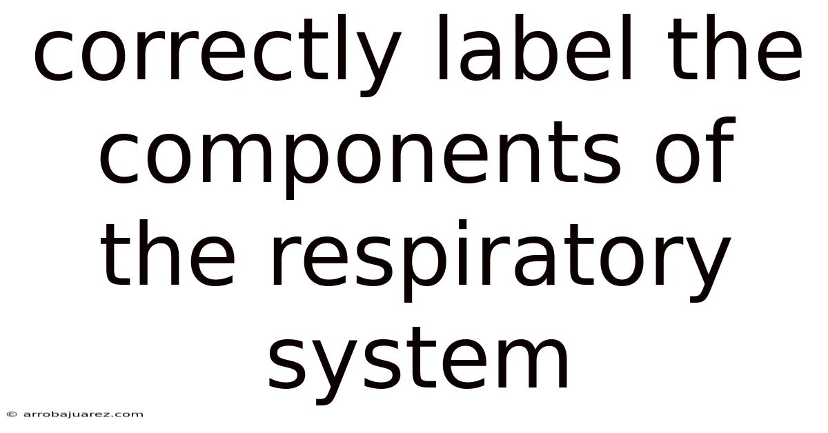 Correctly Label The Components Of The Respiratory System