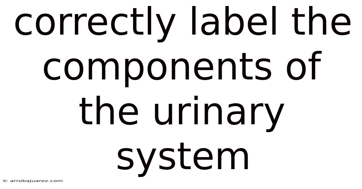 Correctly Label The Components Of The Urinary System