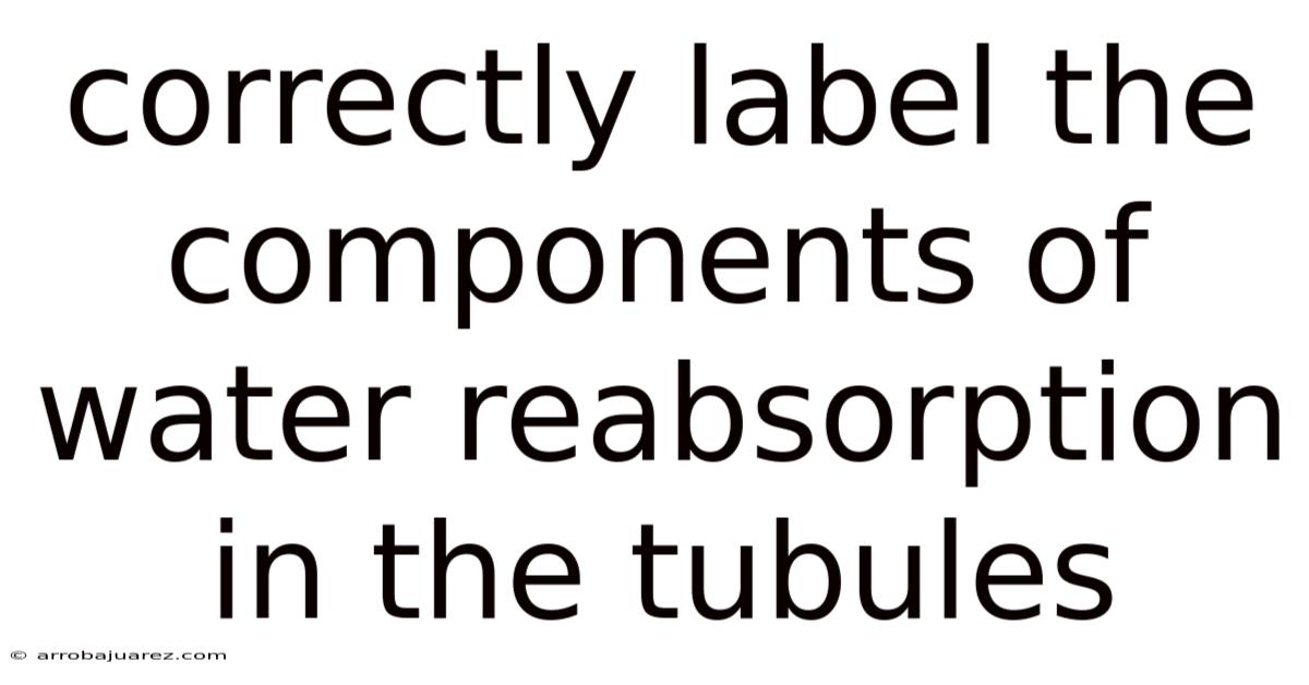 Correctly Label The Components Of Water Reabsorption In The Tubules
