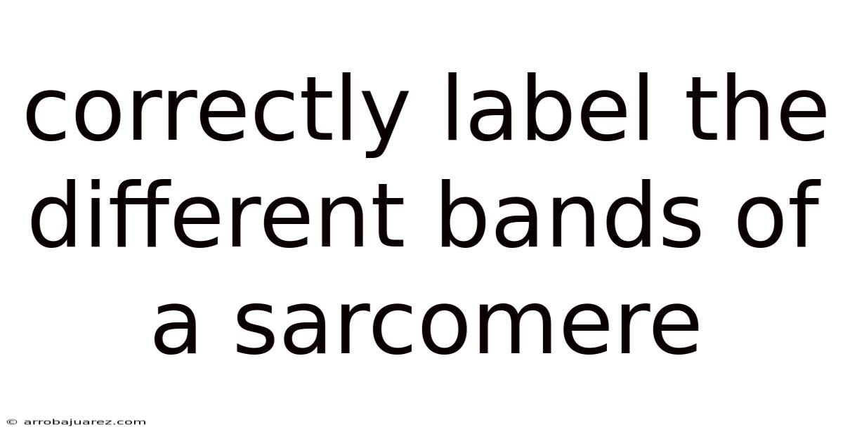 Correctly Label The Different Bands Of A Sarcomere