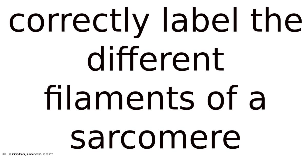 Correctly Label The Different Filaments Of A Sarcomere
