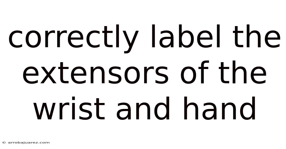 Correctly Label The Extensors Of The Wrist And Hand