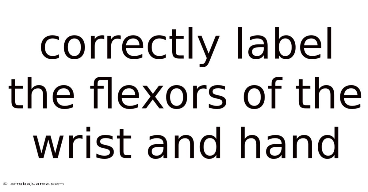 Correctly Label The Flexors Of The Wrist And Hand