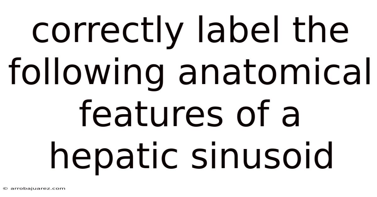 Correctly Label The Following Anatomical Features Of A Hepatic Sinusoid