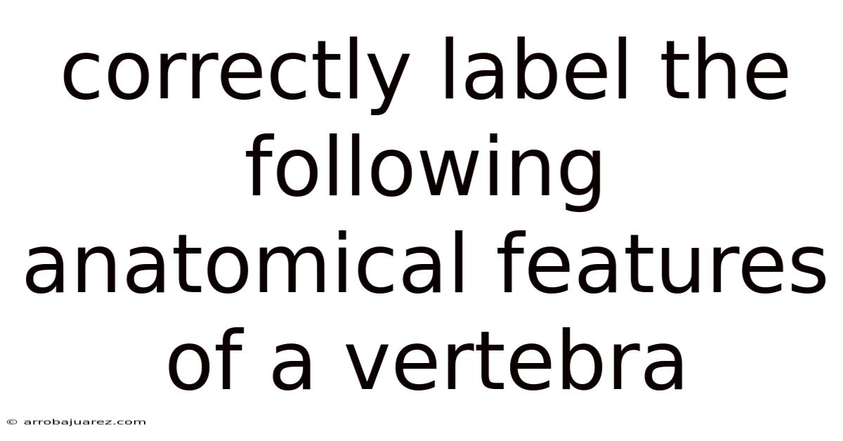 Correctly Label The Following Anatomical Features Of A Vertebra