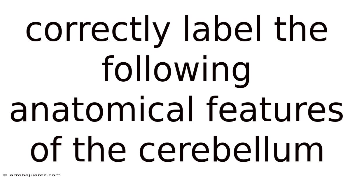 Correctly Label The Following Anatomical Features Of The Cerebellum