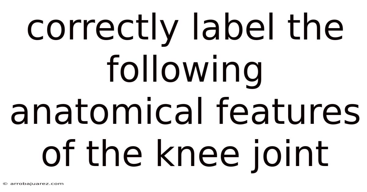 Correctly Label The Following Anatomical Features Of The Knee Joint