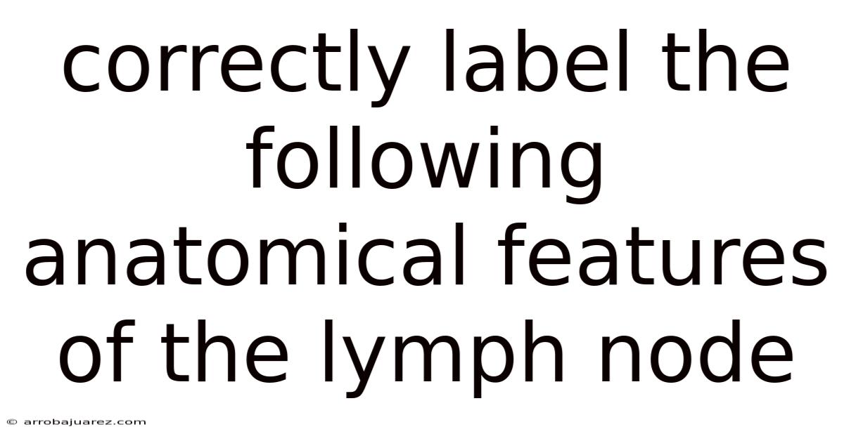 Correctly Label The Following Anatomical Features Of The Lymph Node